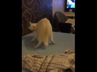 strange cat