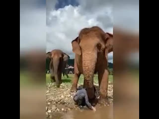 friendly elephant