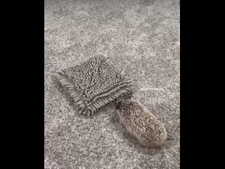 hedgehog on the attack